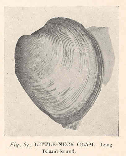 object-clam-littleneck-clam-mapping-early-new-york-encyclopedia